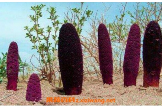 锁阳茶的危害 锁阳茶的副作用