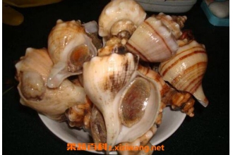 角螺和海螺的区别 角螺的功效与作用