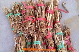 山芝麻根的功效与作用 山芝麻根的副作用