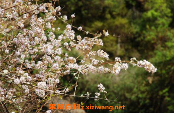 野桃花的作用与功效