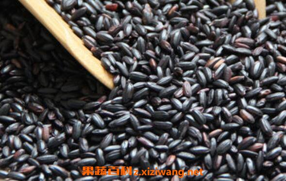 紫米什么人不可以吃 吃紫米的禁忌