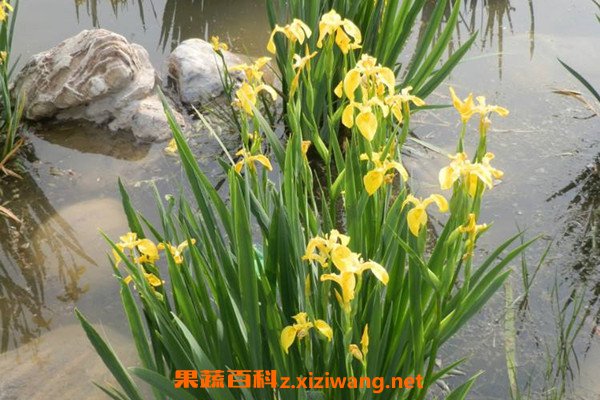 知母