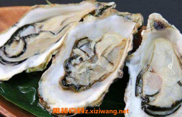 牡蛎的功效与作用 吃牡蛎的好处