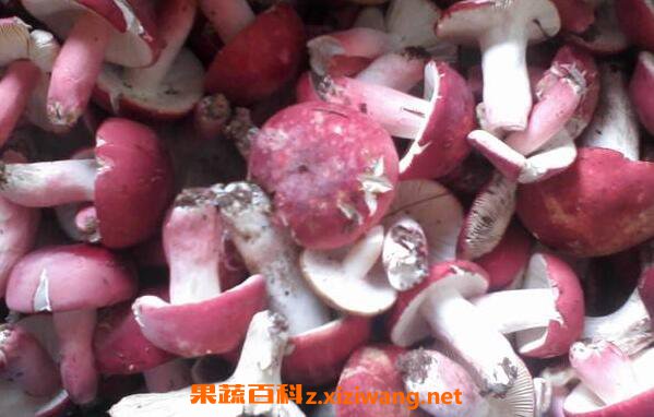 红菌菇怎么吃 红菌菇怎么做来吃