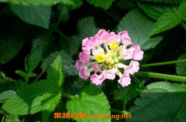 马缨丹花的功效与作用