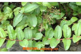 马桑根的功效与作用 马桑根可以泡酒吗