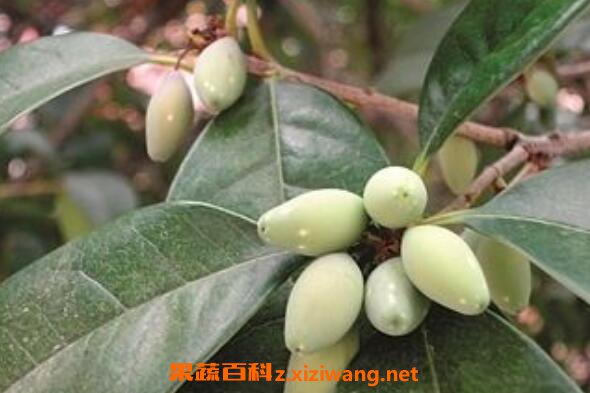 桂花果怎么吃 桂花果如何食用方法
