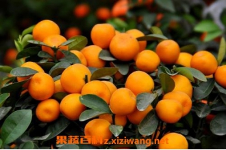 年桔怎么修剪 年桔的种植方法