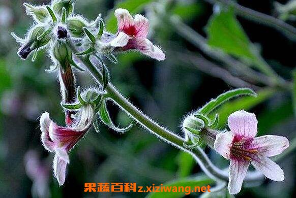地黄花怎么吃 地黄花能泡水喝吗