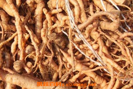 野生地黄怎么吃 野生地黄的用法与用量