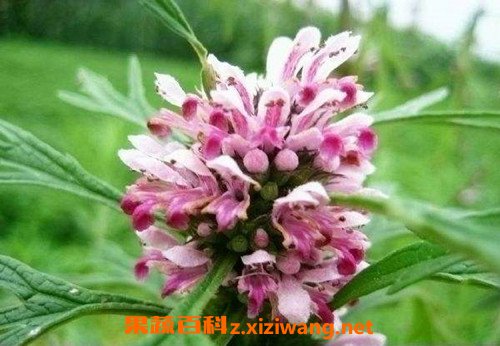 益母草