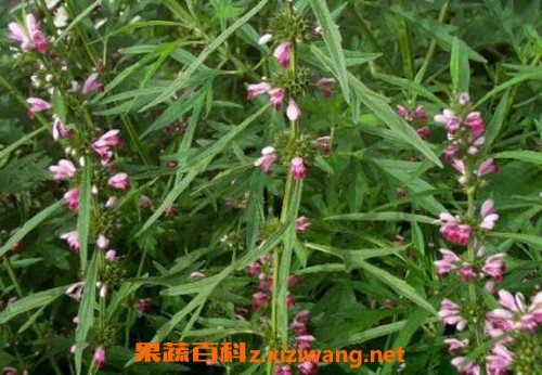 益母草