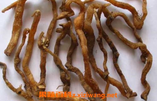 玉竹根