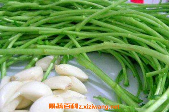 泥蒿的功效与作用 泥蒿的危害