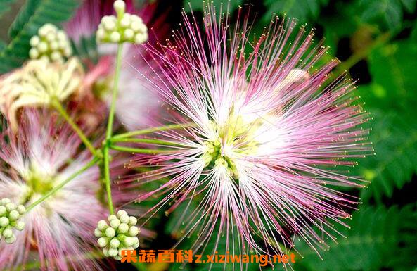 合欢花到底怎么养 合欢花的养殖方法和注意事项