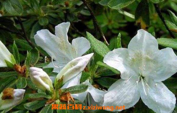 白花杜鹃的功效与作用