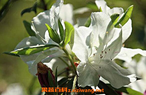 白花杜鹃的功效与作用