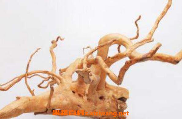 白花杜鹃根的功效与作用