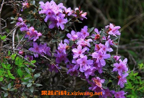 杜鹃花籽的功效与作用