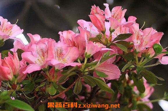 红杜鹃花的功效与作用