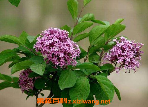 丁香茶