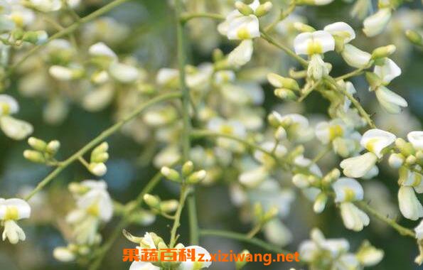 国槐花的功效与作用