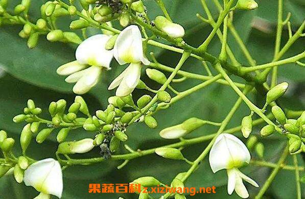 国槐花的功效与作用