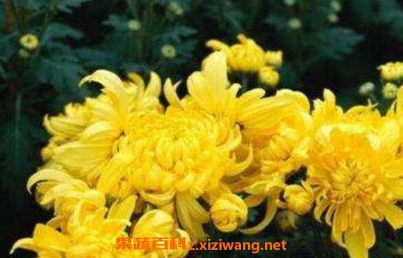 怀菊花的功效与作用 喝怀菊花的禁忌
