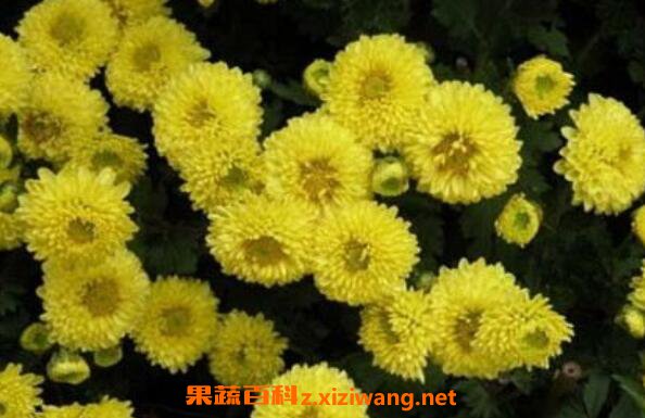 怀菊花茶的功效与作用