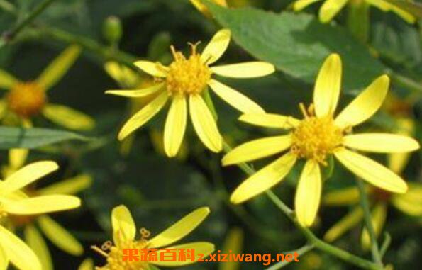 黄花郎的功效与作用