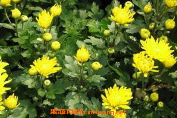 菊花的功效与作用 菊花的药用价值