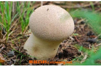 马屁包的功效与作用 马屁包有什么药用价值