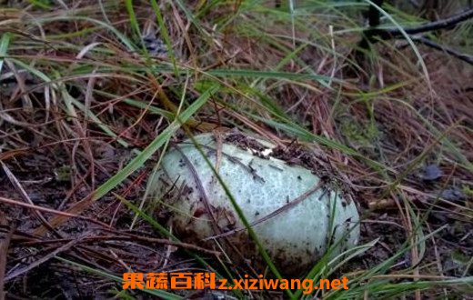 青头菌