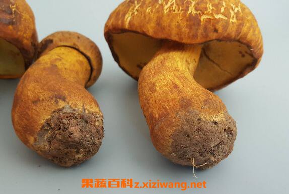 黄牛肝菌的功效与作用