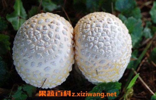 名贵菌类