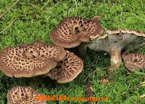 虎掌菌