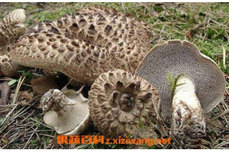 獐子菌的营养价值 獐子菌的做法教程