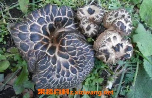 獐子菌