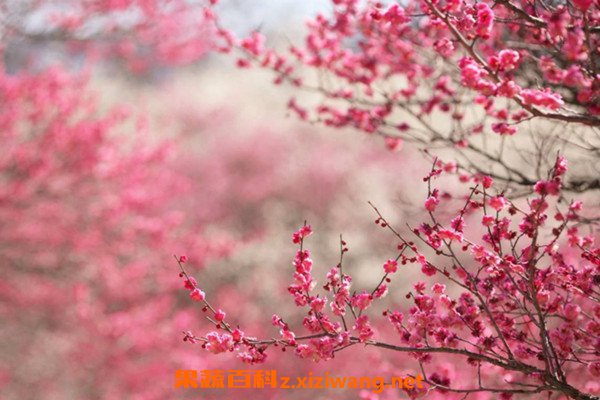 樱花纯露
