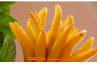 佛手柑精油怎么使用 佛手柑精油的使用教程
