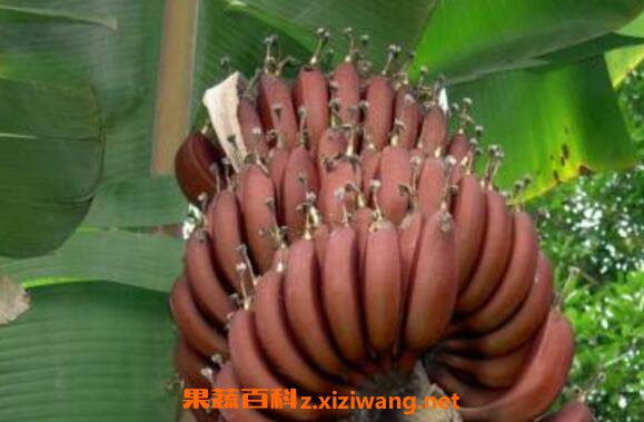红芭蕉的功效与作用