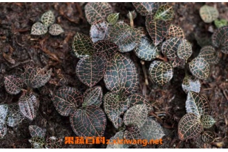 金线莲怎么吃效果最好 金线莲的吃法