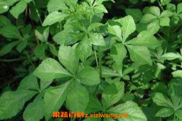女人吃刺五加的好处
