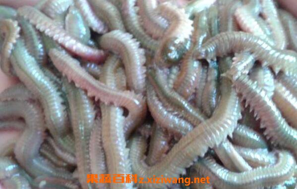 海蜈蚣怎么做好吃 海蜈蚣怎么洗