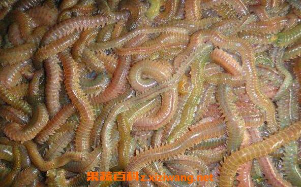海蜈蚣的功效与作用 海蜈蚣怎么杀
