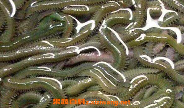 沙蚕的功效与作用 沙蚕的做法