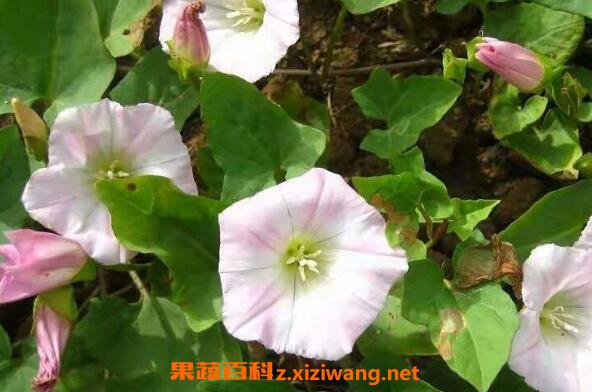 打碗花怎样食用