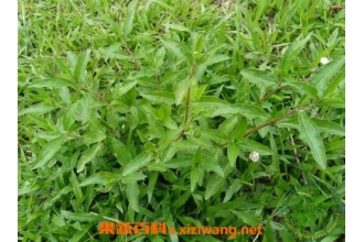 鳢肠草怎么吃 鳢肠草的功效与作用