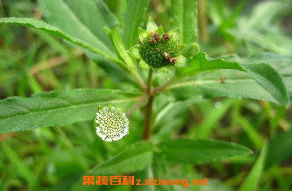 墨旱莲