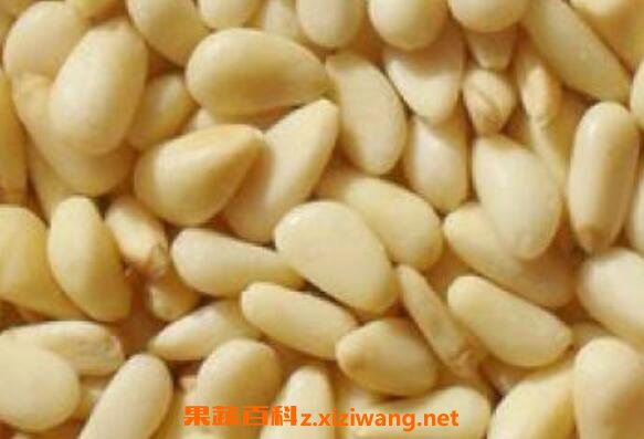 红松子仁的功效与作用